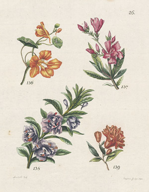 Lot 465, Auction  108, Lections-Blätter von Blumen und Früchten,  für Damen und schon geübtere Blumenzeichnerin und Stickerin