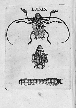 Lot 498, Auction  108, Goedaerdt, Johannes, Metamorphosis naturalis