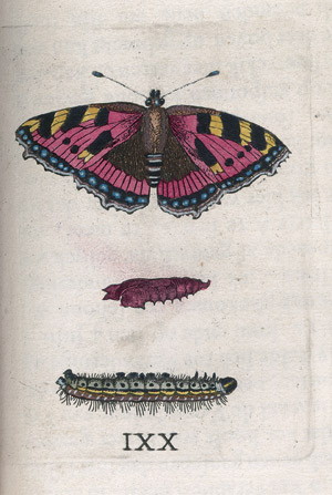 Lot 499, Auction  108, Goedaerdt, Johannes, Metamorphosis naturalis