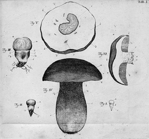 Lot 500, Auction  108, Müller, Otto Friedrich, Otto Friedrich Müllers kleine Schriften aus der Naturhistorie