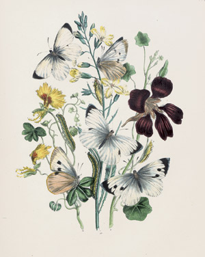 Lot 511, Auction  108, Humphreys, H. N., British Butterflies and their Transformation