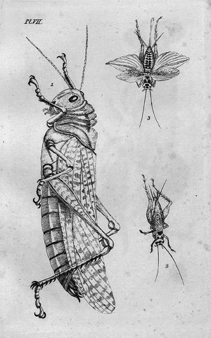 Lot 514, Auction  108, Kielsen, Frederik Christian, Icones Insectorum