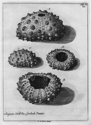 Lot 516, Auction  108, Klein, Jacob Theodor, Naturalis dispositio Echinodermatum