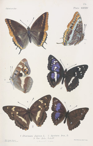 Lot 519, Auction  108, Lang, Henry Charles, Rhopalocera Europae descripta et delinata. The butterflies of Europe described und figured