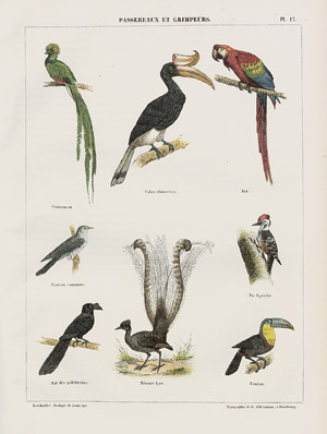 Lot 524, Auction  108, Lereboullet, Dominique Auguste, Zoologie du jeune age