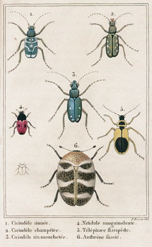 Lot 532, Auction  108, Malo, Charles, Les insectes