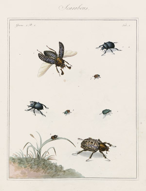 Lot 535, Auction  108, Martyn, Thomas, The English Entomologist 