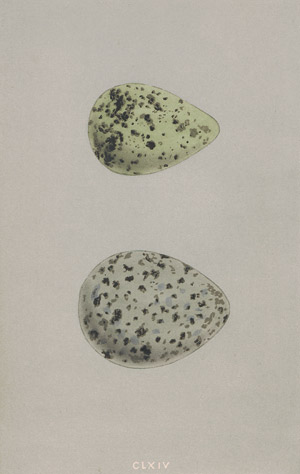 Lot 545, Auction  108, Morris, Francis Orpen, Natural History of the Nests and Eggs of British Birds