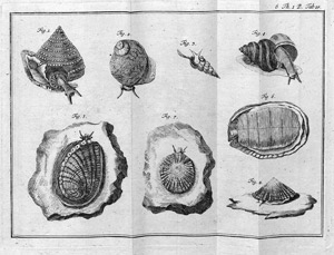 Lot 547, Auction  108, Müller, Philipp Ludwig Statius, Des Ritters Carl von Linné vollständiges Natursystem 