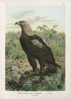 Lot 549, Auction  108, Naumann, Johann Friedrich, Naturgeschichte der Vögel Mitteleuropas