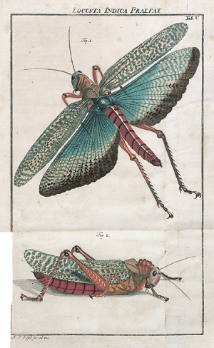 Lot 562, Auction  108, Rösel von Rosenhof, August Johann, Der monatlich herausgegebenen Insecten-Belustigung + Kleemann