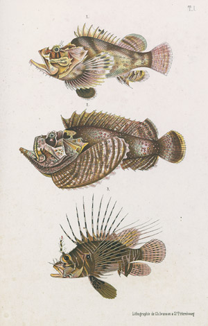 Lot 563, Auction  108, Savtschenko, Petr Nikolaevich, Atlas des poissons vénéneux 