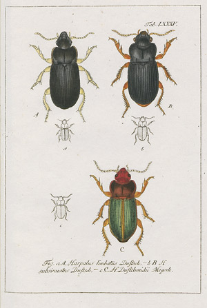 Lot 578, Auction  108, Sturm, Jacob, Deutschlands Insecten. Käfer. Bände I-IV