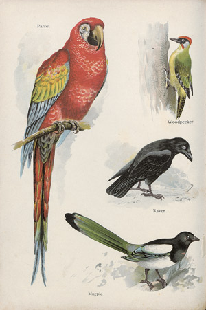 Lot 429, Auction  109, Zoologie I., Konvolut von 18 Bänden 