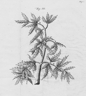 Lot 337, Auction  110, Wepfer, Johann Jakob, Historia cicutae aquaticae
