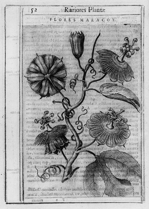Lot 372, Auction  110, Aldini, Tobia, Exactissima descriptio rariorum plantarum ... in Horto Farnesiano