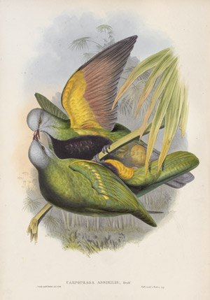 Lot 383, Auction  110, Gould, John, The Birds of Australia. Daraus 17 Tafeln