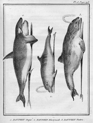 Lot 392, Auction  110, Lacépède, Bernhard Germain Etienne de, Histoire naturelle des poissons (und: ... des cétacées)