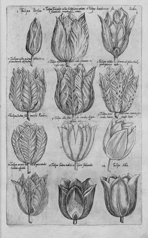 Lot 406, Auction  110, Sweertius, Emanuel, Tractans de variis floribus 
