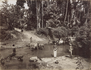 Lot 4023, Auction  110, Ceylon, Picturesque views of Ceylon landscapes