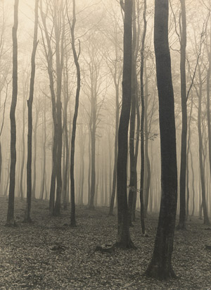 Lot 4110, Auction  110, Baur, Max, Beech forest in fog