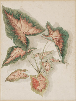 Lot 6494, Auction  110, Loo, Pieter van, Buntwurz (Caladium bicolor)