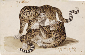 Lot 6496, Auction  110, Rugendas d. J., Georg Philipp, Zwei spielende Leoparden