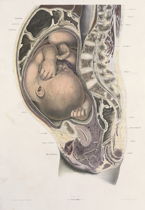 Lot 309, Auction  111, Braune, Wilhelm, The Position of the Uterus and Foetus at the End of Pregnancy