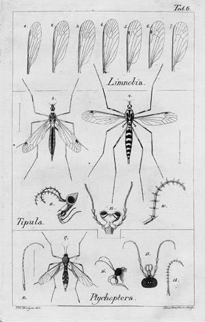 Lot 452, Auction  111, Meigen, Johann Wilhelm, Systematische Beschreibung der bekannten europäischen zweiflügeligen Insekten