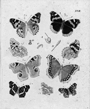 Lot 453, Auction  111, Meigen, Johann Wilhelm, Systematische Beschreibung der europäischen Schmetterlinge