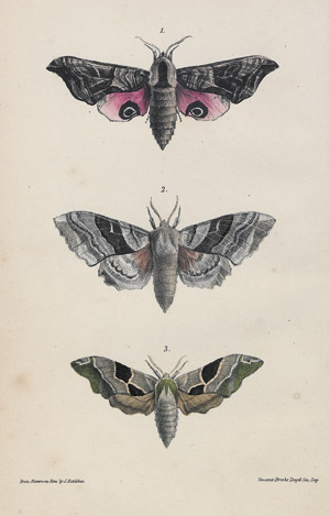 Lot 456, Auction  111, Morris, Francis Orpen, A natural history of British moths