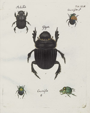 Lot 469, Auction  111, Sturm, Jacob, Abbildungen zu Karl Illiger's Uebersetzung von Olivier's Entomologie 