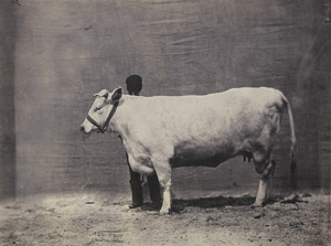 Lot 4075, Auction  111, Nadar jeune, Durham cow and caretaker at agricultural fair