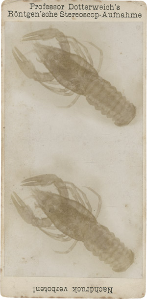 Lot 4103, Auction  111, X-ray Photography, X-ray photos of a salamander and crawfish