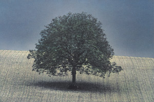 Lot 4205, Auction  111, Horvat, Frank, Tree in the middle of a field, from the series "Portraits of Trees"