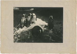 Lot 4232, Auction  111, Landauer, Lou, Penguins in Munich zoo