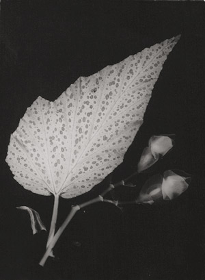 Lot 4234, Auction  111, Landauer, Lou, Photogram of begonia with leaf