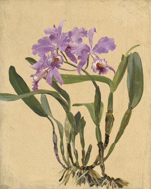 Lot 6100, Auction  111, Bailly, Alexandre, Studie einer rosa blühenden Cattleya Orchidee