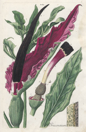 Los 237a - Blackwell, Elizabeth - Herbarium Blackwellianum emendatum et auctum - 0 - thumb