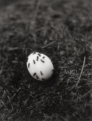Los 4329 - Stankowski, Anton - Ants on egg - 0 - thumb