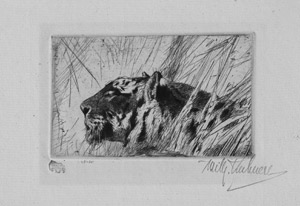 Lot 5414, Auction  112, Kuhnert, Wilhelm, Tiger im Dschungel
