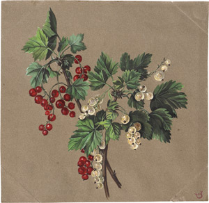 Lot 6604, Auction  112, Völcker, Gottfried Wilhelm, Zwei Zweige mit roten bzw. weißen Johannisbeeren. Ein Schlehdornzweig mit Früchten