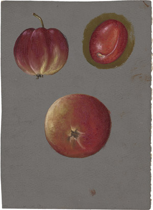 Los 7219 - Libert, Betzy Marie Petrea - Studien von Apfel und Pflaume - 0 - thumb