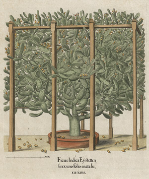 Lot 266, Auction  113, Besler, Basilius, Ficus Indica Eystetten 