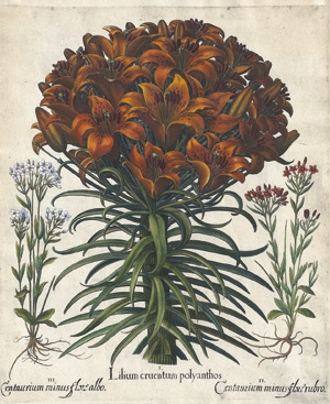 Lot 269, Auction  113, Besler, Basilius, Lilium cruentum polyanthos 