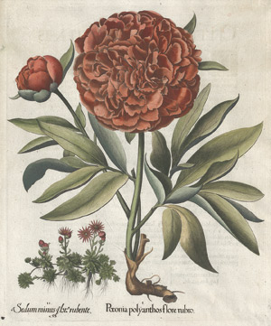 Lot 271, Auction  113, Besler, Basilius, Paeonia polyanthos flore rubro