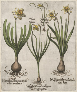 Lot 272, Auction  113, Besler, Basilius, Narcissus albus maximus calice luteo brevi 