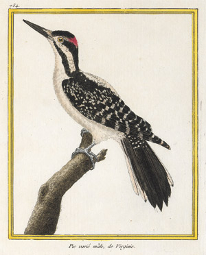 Lot 276, Auction  113, Buffon, Georges Louis Leclerc Comte de, Histoire naturelle. Oiseaux. Planches enluminées. 