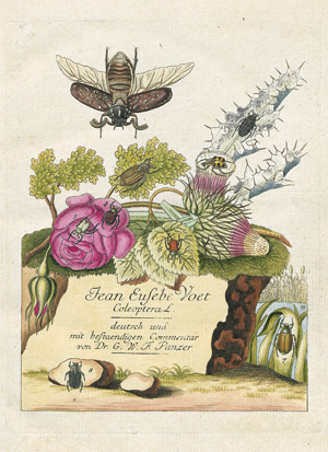 Lot 296, Auction  113, Voet, Johann Euseb, Abbildungen und Beschreibungen hartschaaliger Insekten