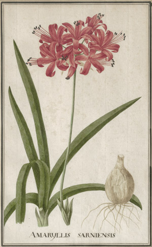 Lot 910, Auction  113, Huysum, Jan van, Blumenstilleben. Sommerblumen in antikisierender Reliefvase 
